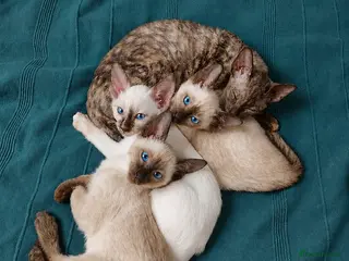 Siamese cats Siamese x rex kittens - Advert 3