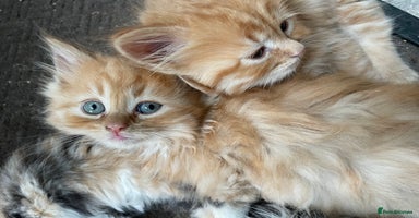Mixed Breed cats - Advert 12