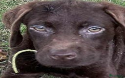 Labrador Retriever dogs for sale: 2 Pedigree Chocolate Male lab puppies for sale - Image 4