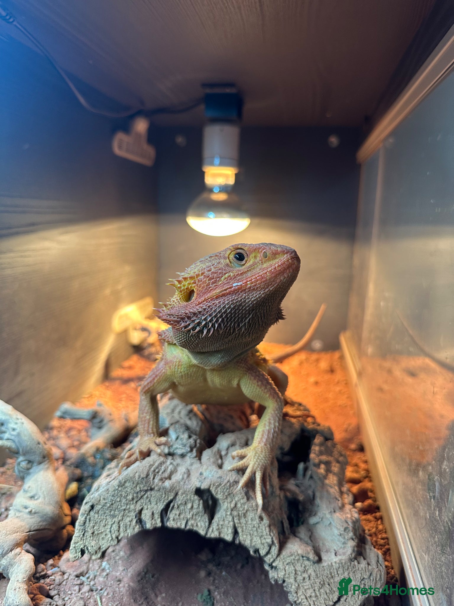 Bearded Dragon reptiles Bearded Dragon  - Advert 1