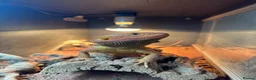 Bearded Dragon reptiles for sale: Bearded Dragon  in Staines - Advert 1