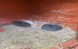 Dwarf Lop rabbits for sale: Baby rabbits for sale *6 - Advert 7