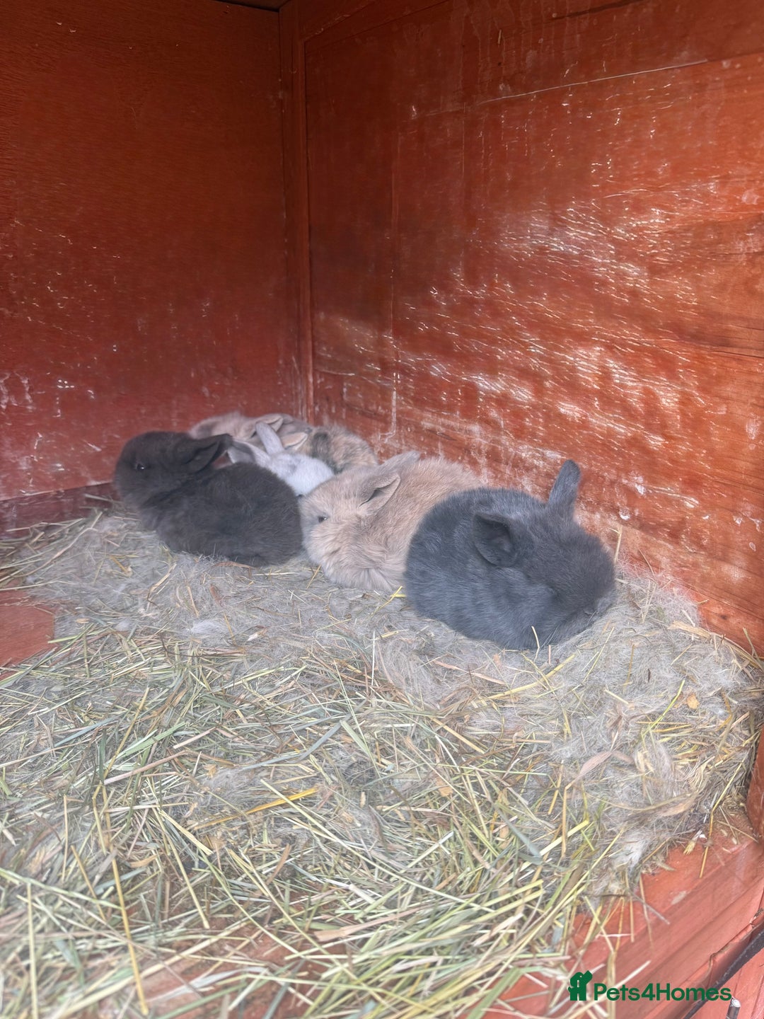 Dwarf Lop rabbits for sale: Baby rabbits for sale *6 - Advert 7