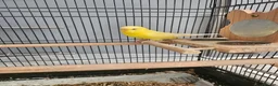 Cockatiels birds for sale: Cockatiels and Budgie - Advert 3