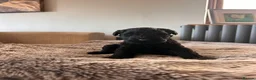 Kerry Blue Terrier dogs for sale: KC REGISTERED KERRY BLUE  - Advert 2