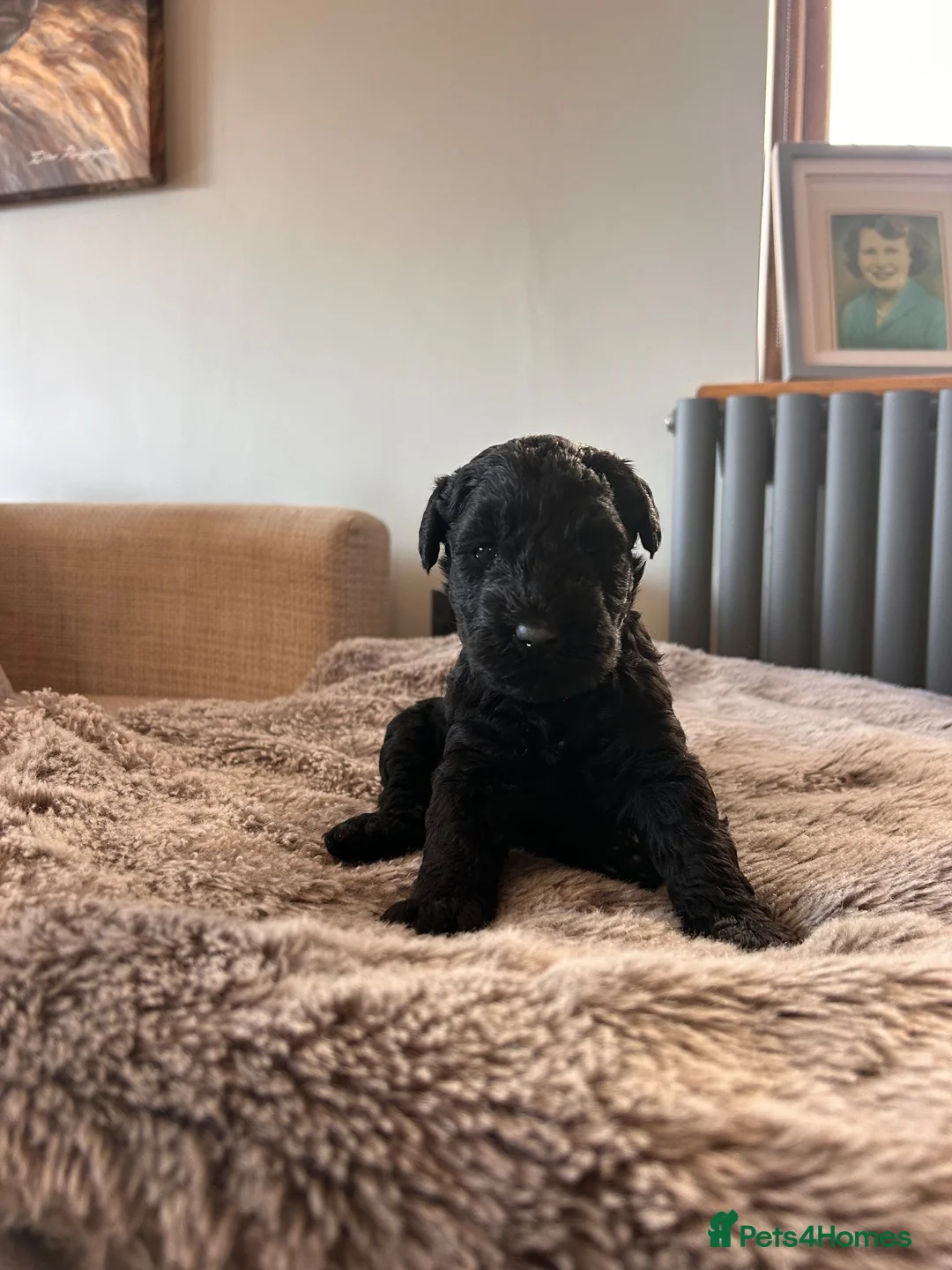 Kerry Blue Terrier dogs for sale: KC REGISTERED KERRY BLUE  - Advert 2