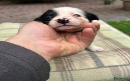 Border Collie dogs for sale: Border Collie - Image 11