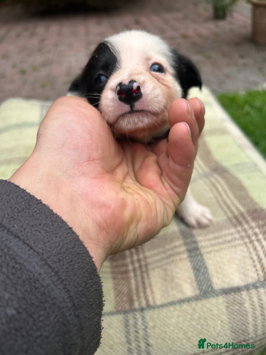 Border Collie dogs for sale: Border Collie - Image 11