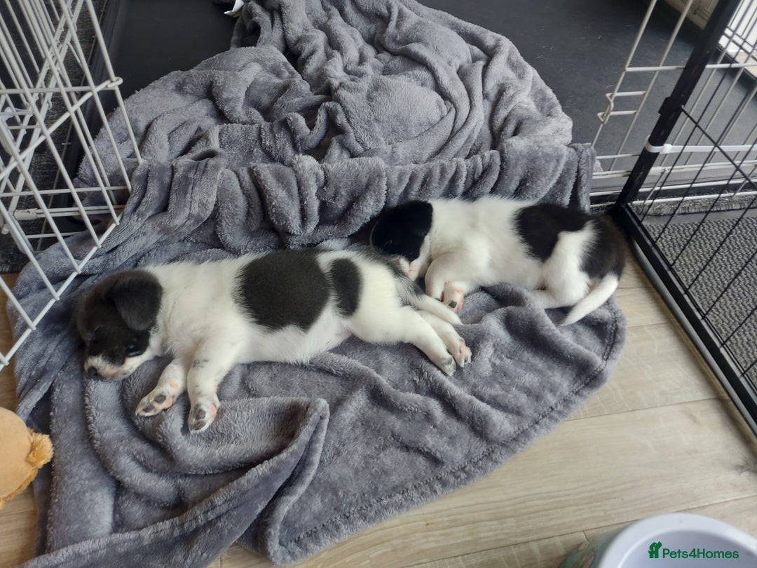 Mixed Breed dogs for sale: Border Beagle Puppies  - Image 5