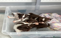 Chihuahua dogs for sale: Chocolate parti chihuahua puppys - Image 22