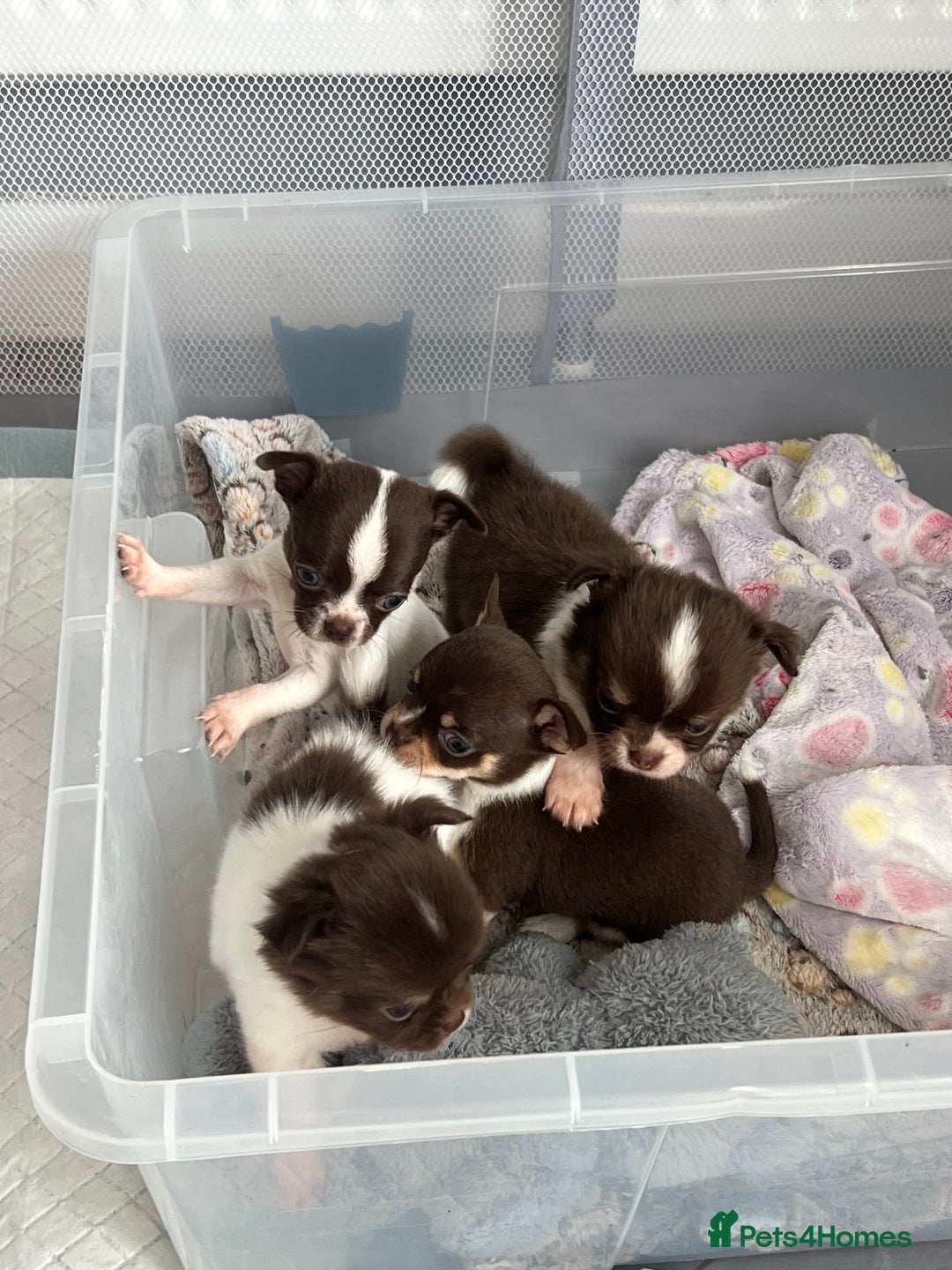 Chihuahua dogs for sale: Chocolate parti chihuahua puppys - Image 22