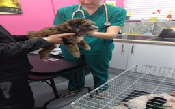 Poochon dogs for sale: Poochons💥 2 Beauties READY TO LEAVE NOW 💥  - Image 37