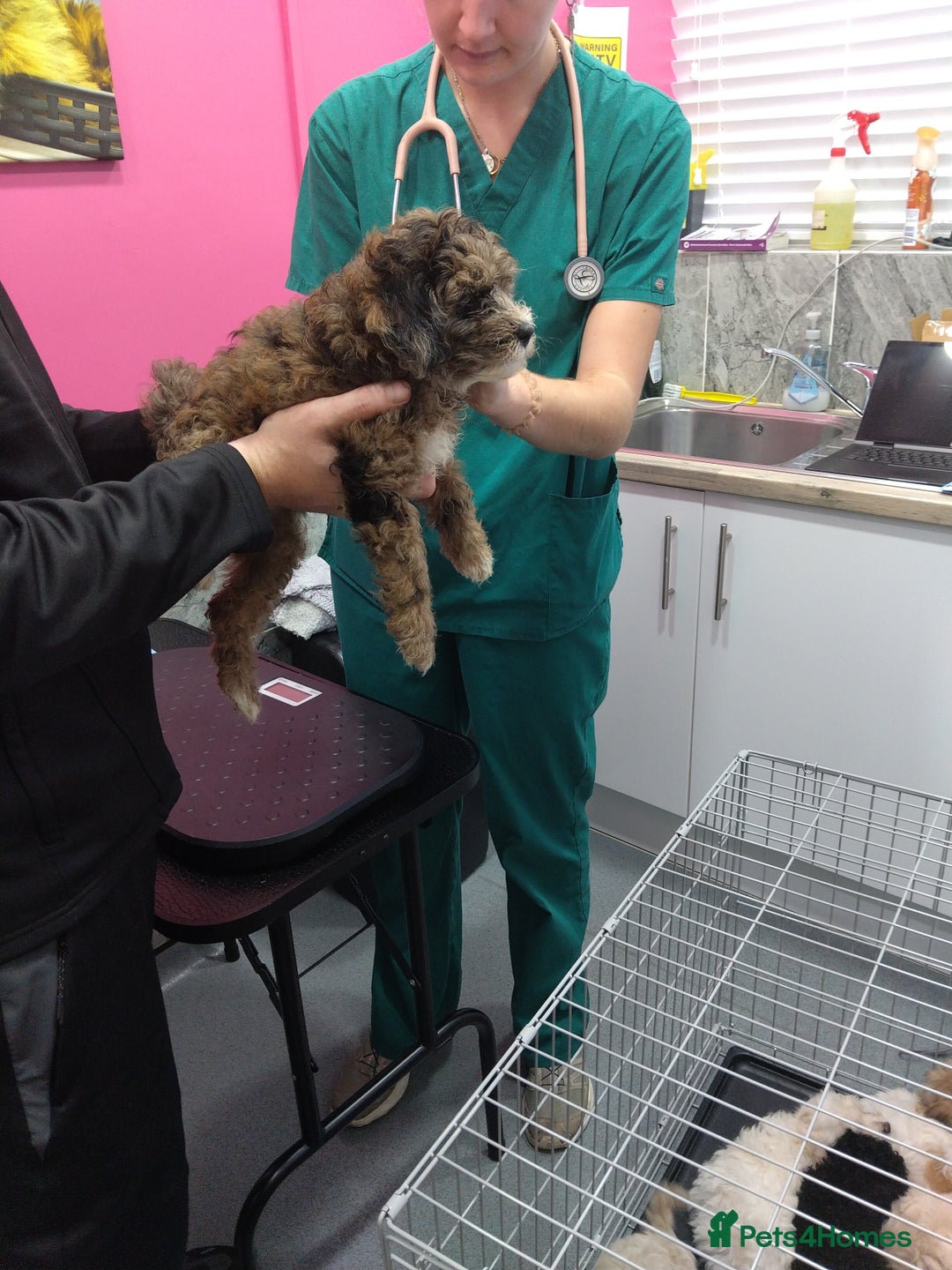 Poochon dogs for sale: Poochons💥 2 Beauties READY TO LEAVE NOW 💥  - Image 37