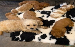 Cavachon dogs for sale: Adorable Cavachon F1B puppy  - Image 4