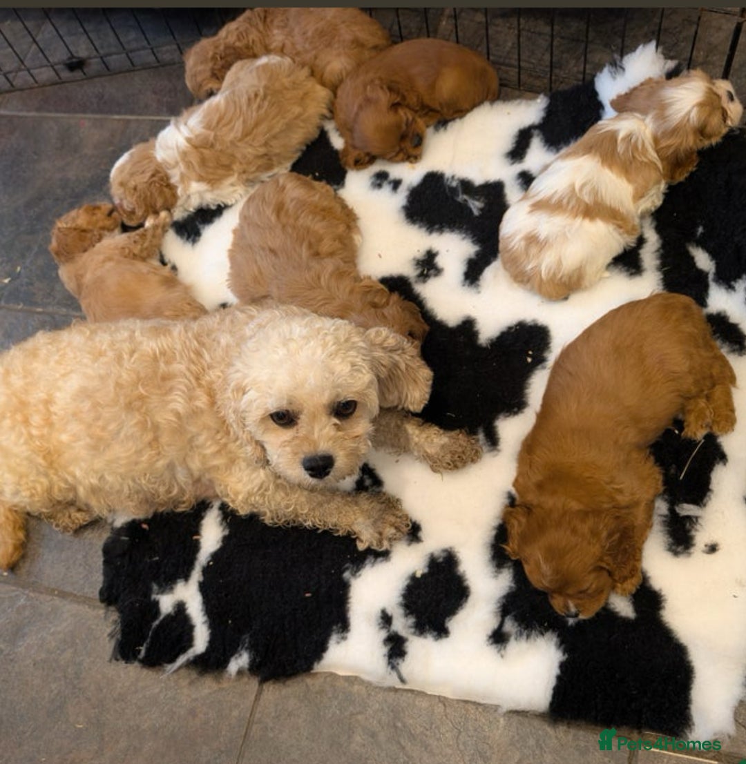 Cavachon dogs for sale: Adorable Cavachon F1B puppy  - Image 4