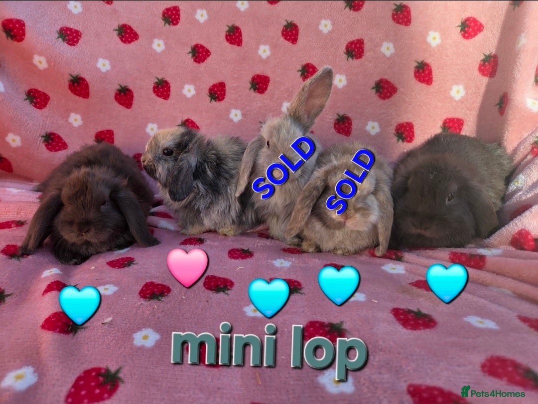 Mini Lop rabbits Very tame  Mini lop 8 weeks old - Advert 1