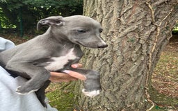Whippet dogs for sale: 100% SHOW TYPE KC REGISTERED BLUE - Image 6