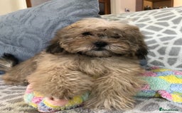 Shihpoo dogs for sale: shihpoo puppies for sale  - Image 16