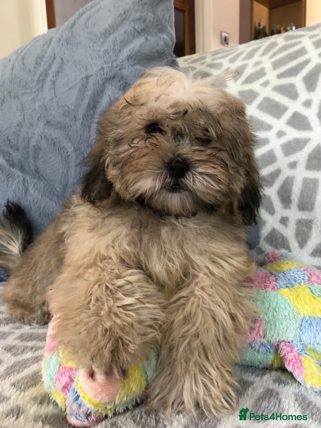 Shihpoo dogs for sale: shihpoo puppies for sale  - Image 16