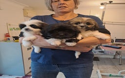 Lhasa Apso dogs for sale: Lhasa Apso Puppies - Advert 10