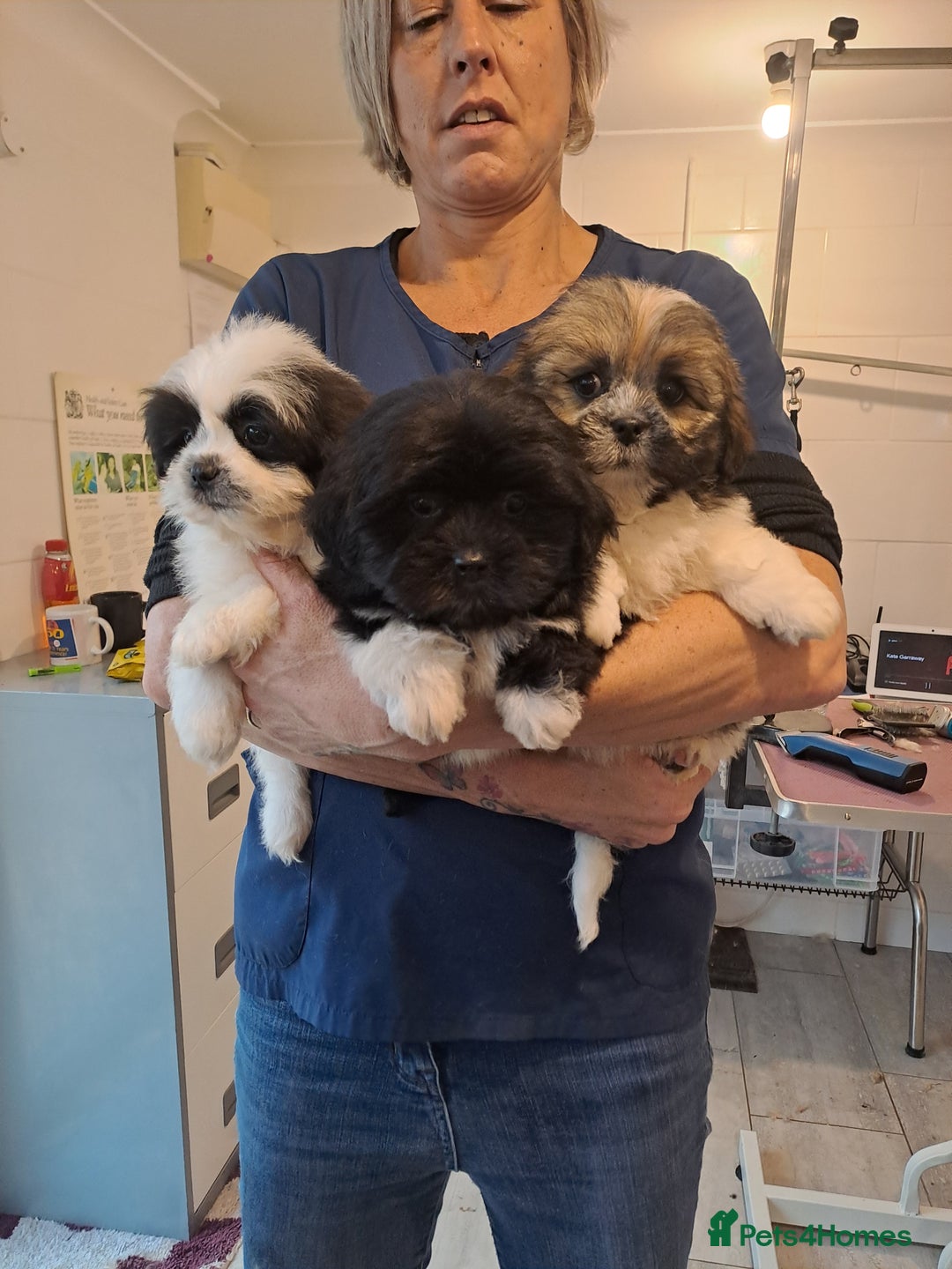 Lhasa Apso dogs for sale: Lhasa Apso Puppies - Advert 10
