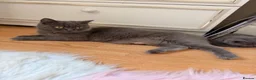 British Shorthair cats for sale: Beautiful British Shorthair Kittens! in London - Advert 2