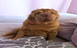 Shar Pei dogs for sale: 3 beautiful shar Pei puppy’s  - Image 12