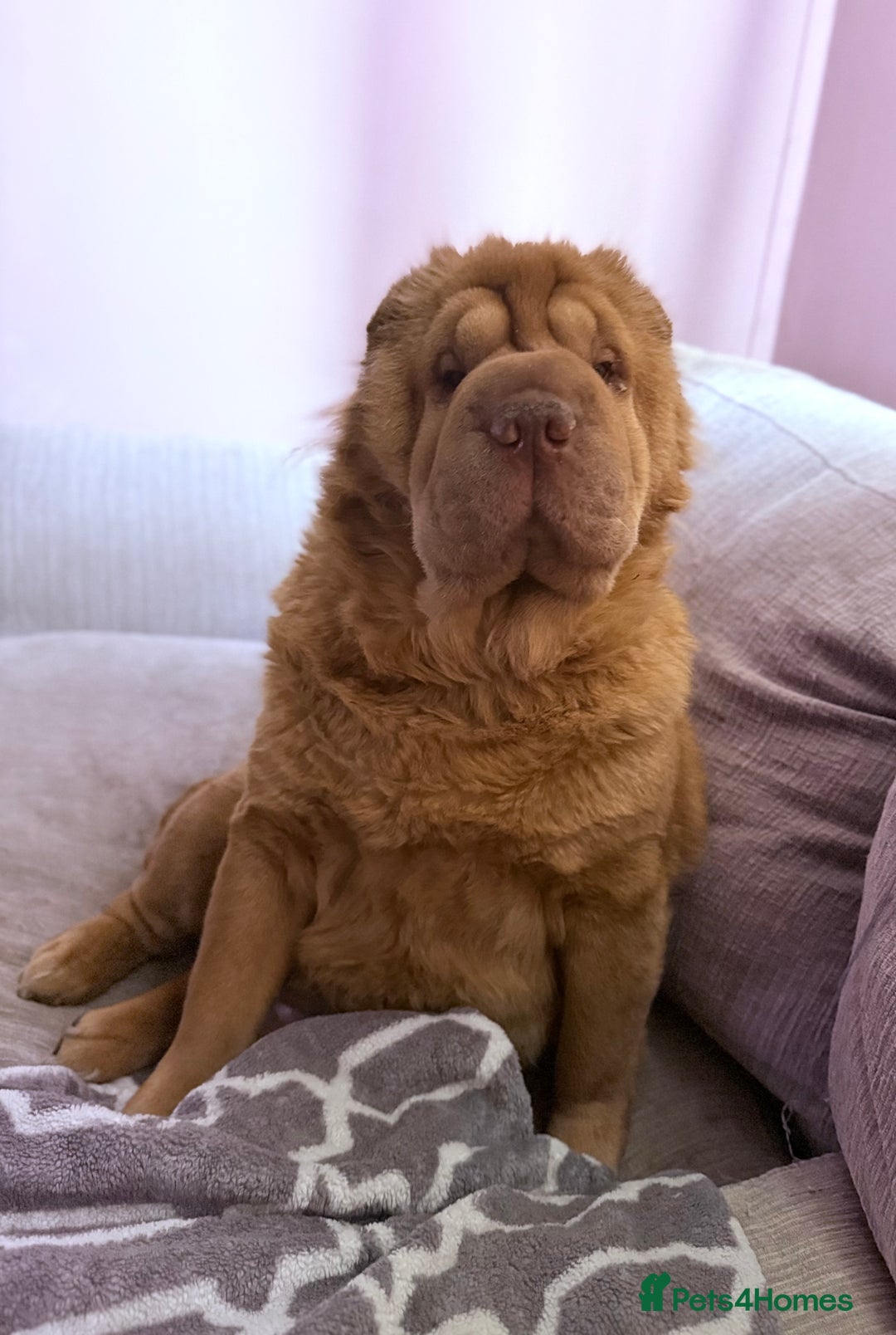 Shar Pei dogs for sale: 3 beautiful shar Pei puppy’s  - Image 12