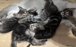 Ragdoll cats for sale: Kittens - Image 3