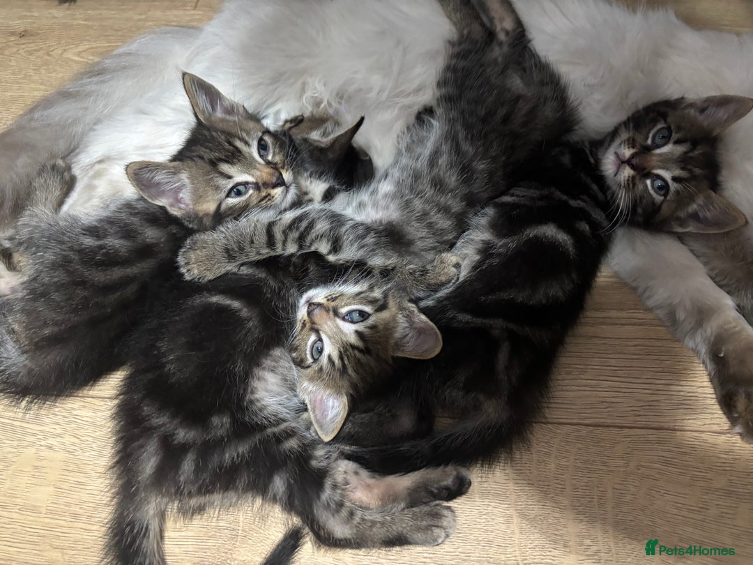 Ragdoll cats for sale: Kittens - Image 3