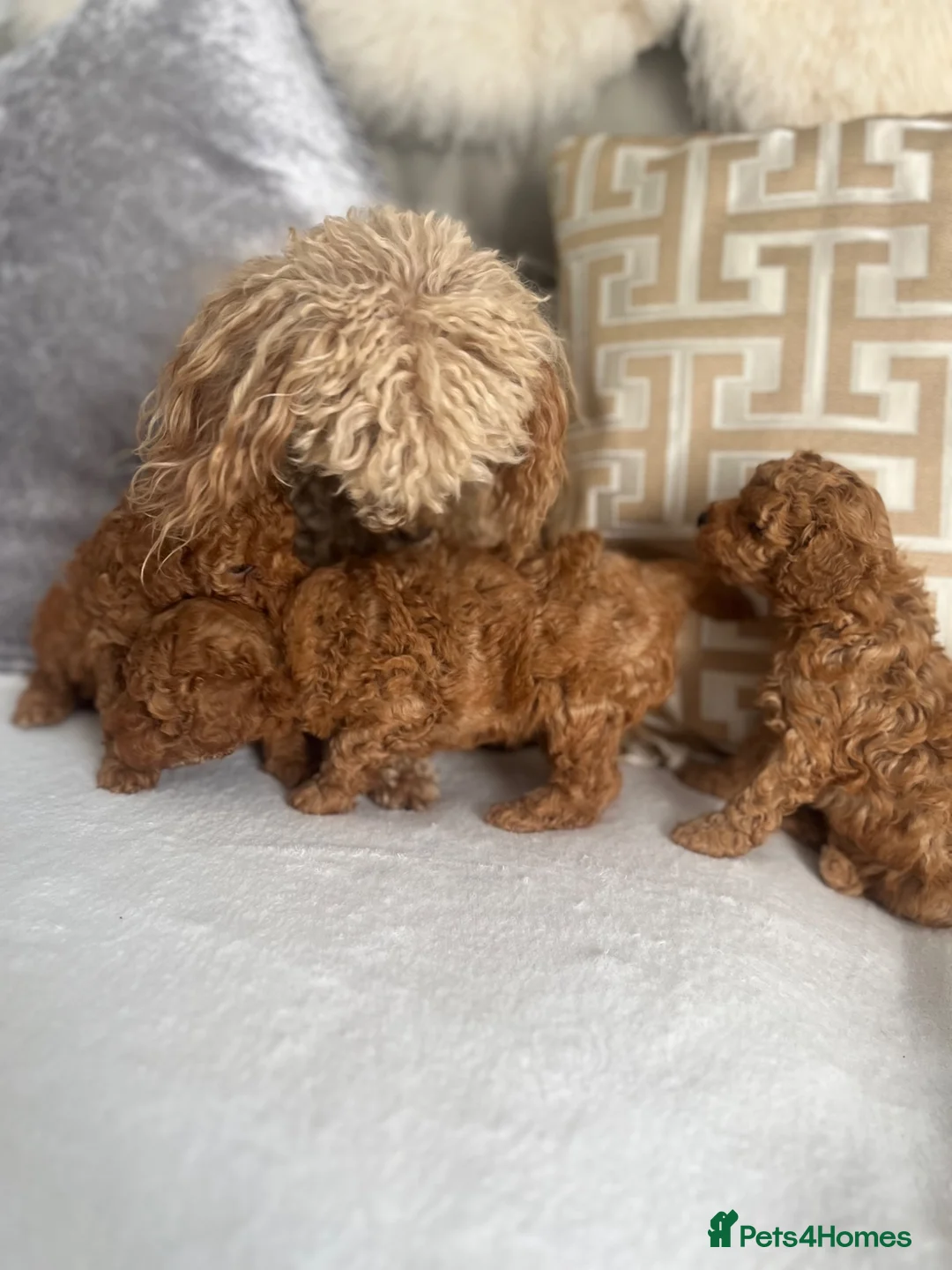Toy Poodle dogs for sale: KC Toy poodle puppy’s PRA clear 7 weeks old  - Advert 11