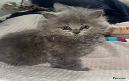 British Longhair cats for sale: British Blue longhair - Female - Advert 2