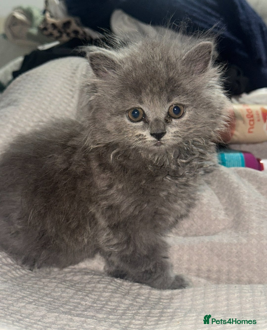 British Longhair cats for sale: British Blue longhair - Female - Advert 2