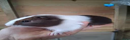 Guinea Pig rodents for sale: 10 Baby boy guinea pigs for sale - Advert 11