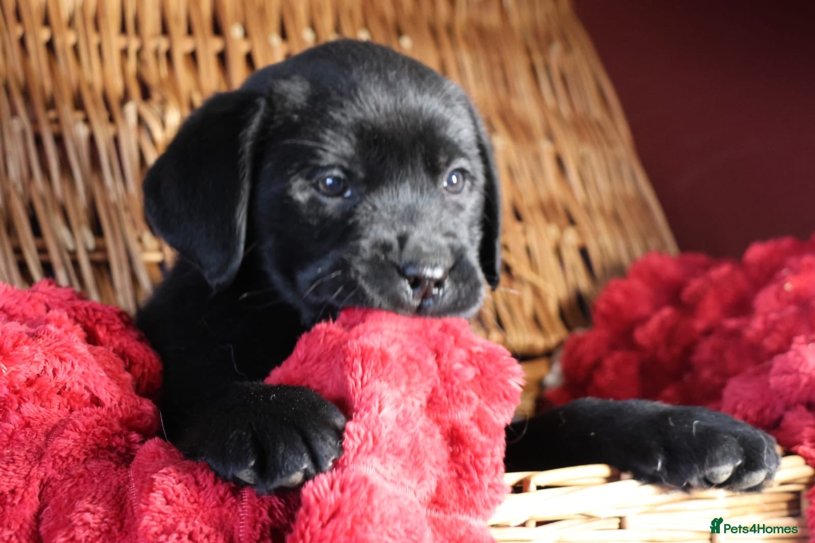 Labrador Retriever dogs Super chunky and cuddly babies - Advert 1