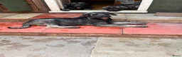 Giant Schnauzer dogs for sale: Fully vaccinated giant schnauzer puppies P/S - Advert 6