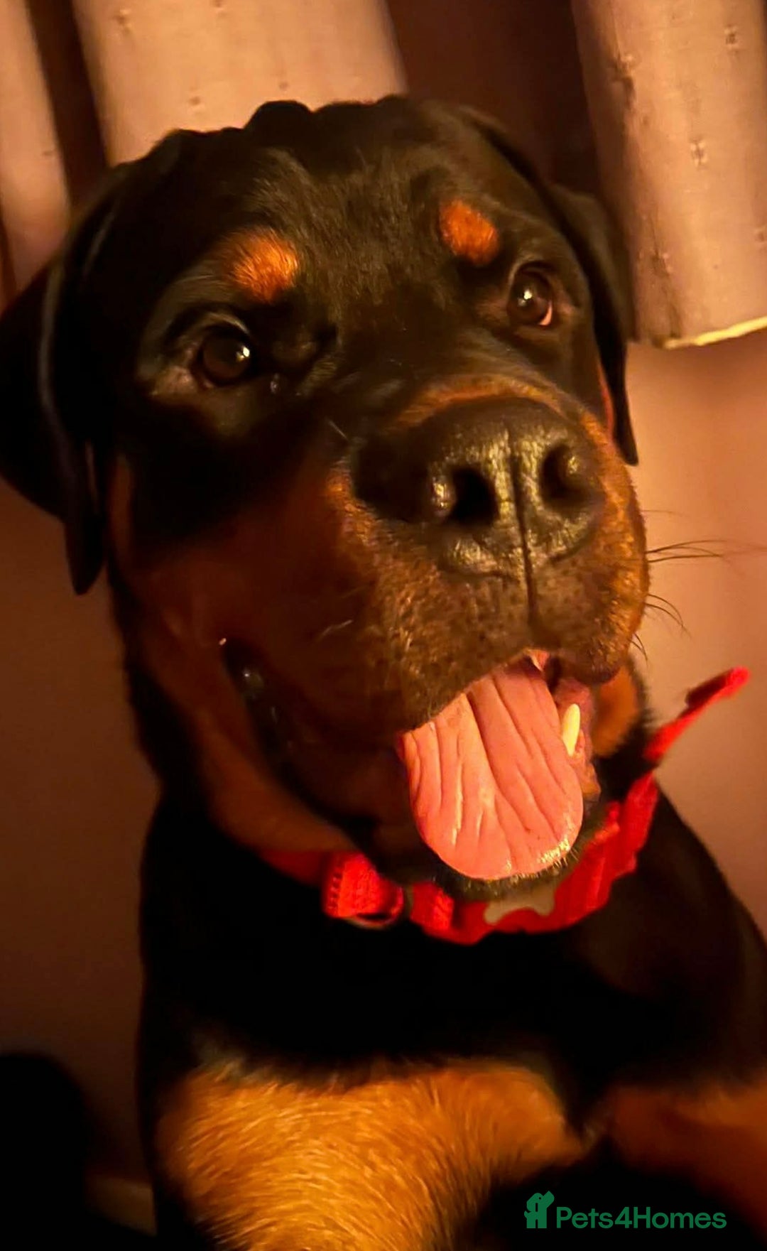 Rottweiler dogs for sale: 9 beautiful Rottweiler puppies for sale  - Advert 14