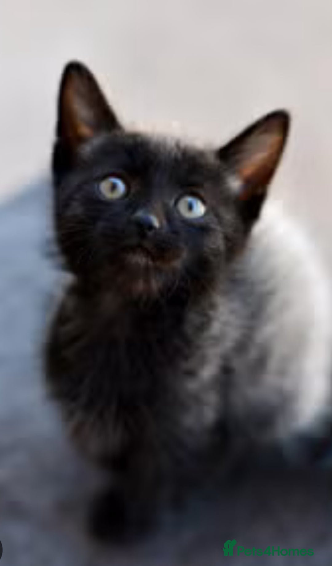 Savannah cats for sale: Stunning Savannah Cross kittens, ready now - Advert 12