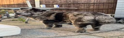 Chow Chow dogs for sale: Smooth Coat Chow Chow Male Puppy – Cinnamon  - Advert 2