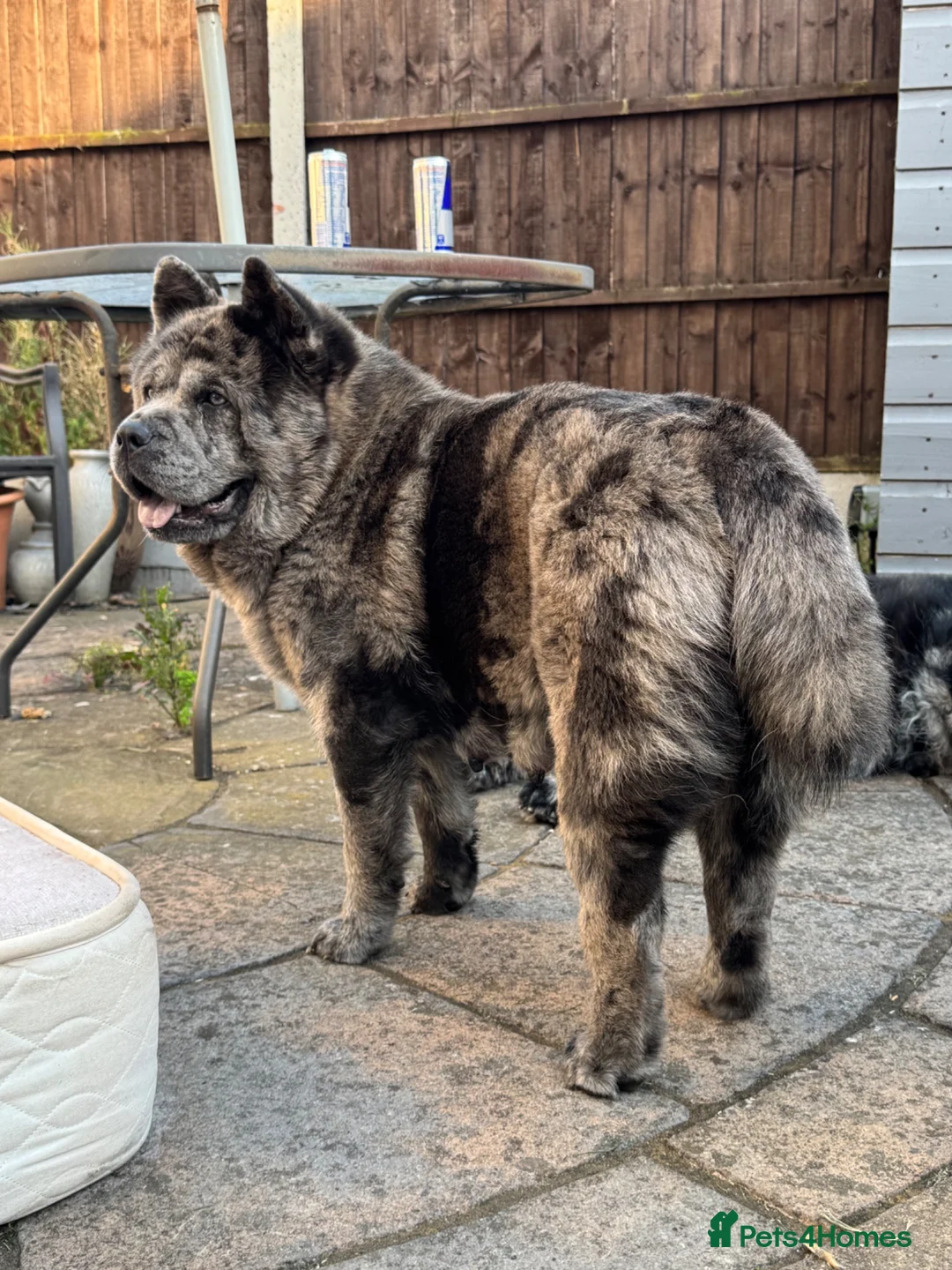 Chow Chow dogs for sale: Smooth Coat Chow Chow Male Puppy – Cinnamon  - Advert 2