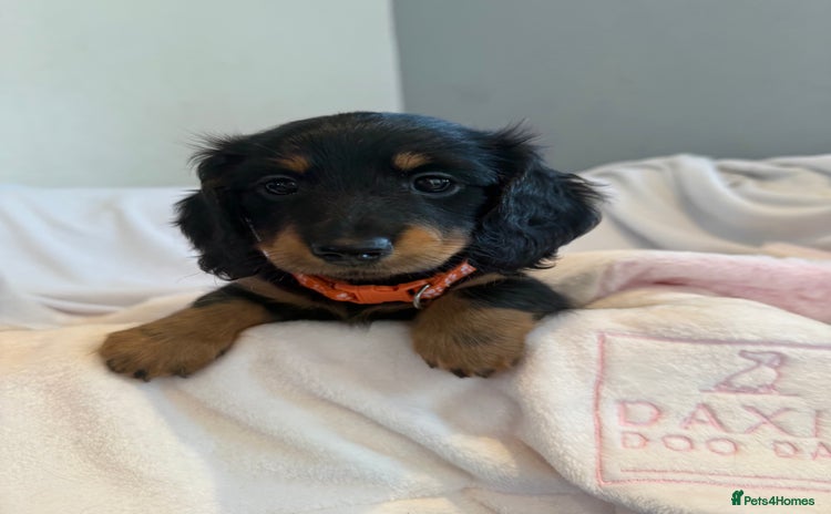 Miniature Dachshund dogs - Advert 13