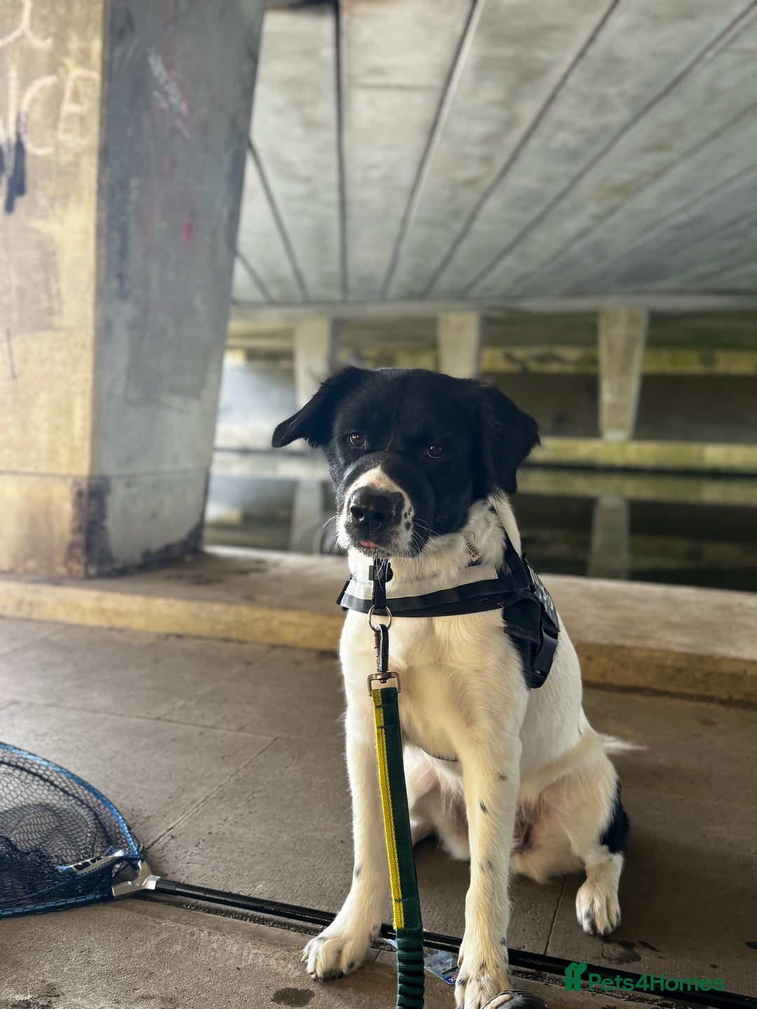 Mixed Breed dogs for sale: Large Female dog  - Image 1