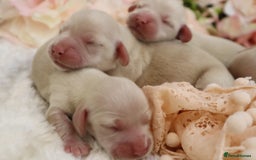 Miniature Dachshund dogs for sale: KC Cream Longhair Miniature Dachshunds - Image 4