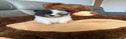 Pomeranian dogs for sale: Unique Parti tan Merle blue eye 💎 - Advert 10