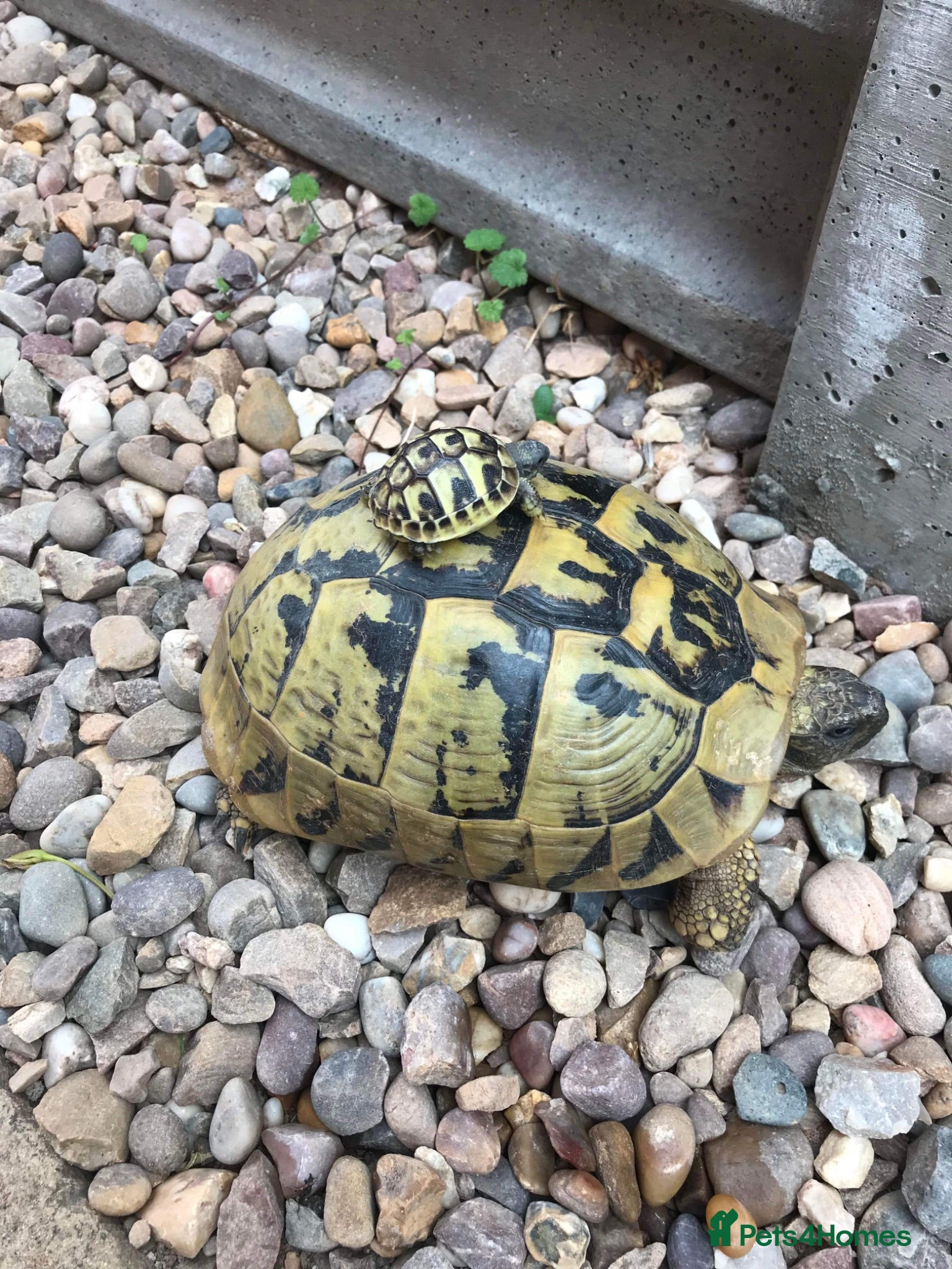 Tortoise reptiles Hermann baby Tortoises - Advert 1
