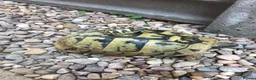 Tortoise reptiles for sale: Hermann baby Tortoises - Advert 1