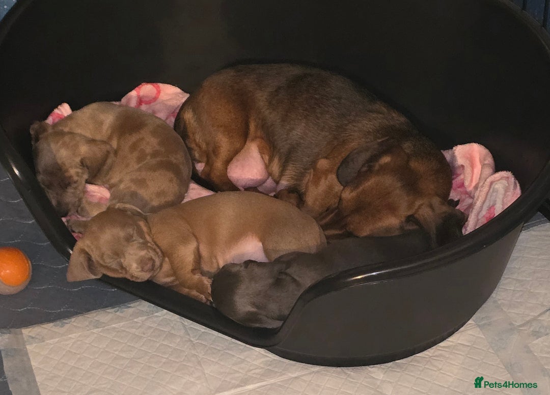 Dachshund dogs for sale: Quality puppies as puppies  have  KC reg papers  - Advert 2