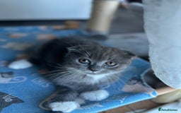 Mixed Breed cats for sale: Sweet Crossbreed Kitten Looking for a Loving Home - Image 2