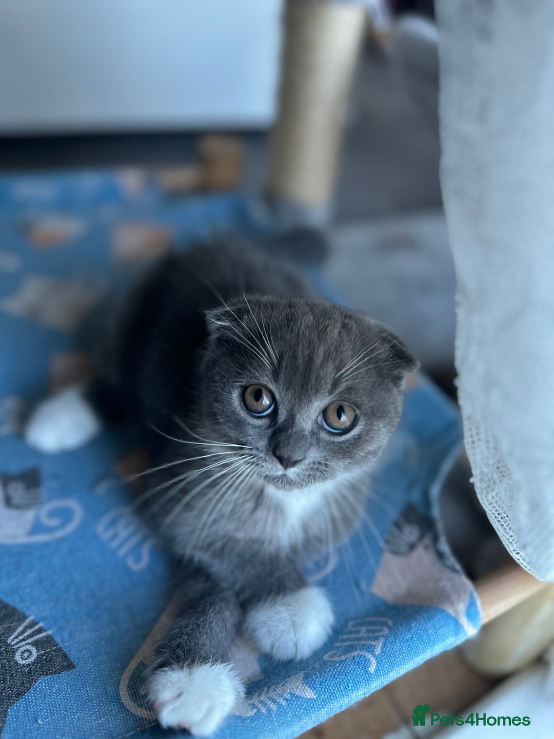 Mixed Breed cats for sale: Sweet Crossbreed Kitten Looking for a Loving Home - Image 2