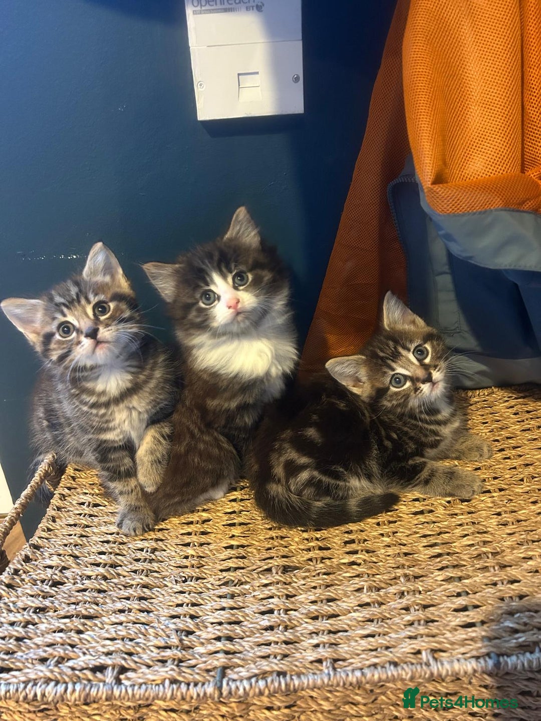 Mixed Breed cats for sale: Adorable Kittens - Socialised with Kids & Dogs - Advert 1